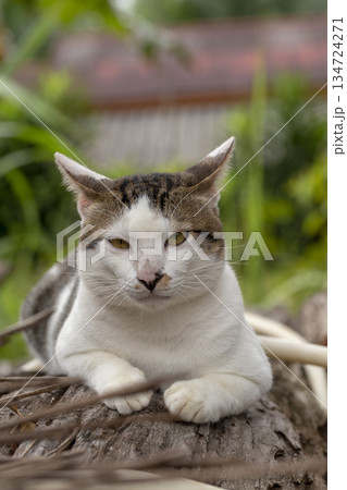 cute cat on floor cute cat on floor 134724271