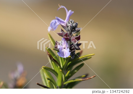 初冬の庭に咲く薄紫色のローズマリーの花 134724292