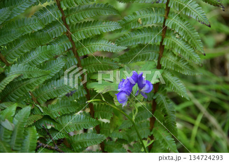裏摩周・神の子池トレイルのキノコ類ほか植物 134724293