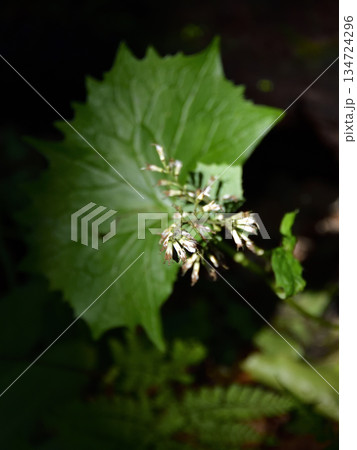 裏摩周・神の子池トレイルのキノコ類ほか植物 134724296