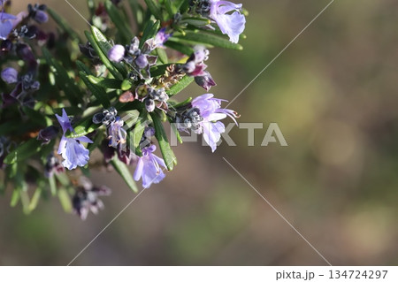 初冬の庭に咲く薄紫色のローズマリーの花 134724297