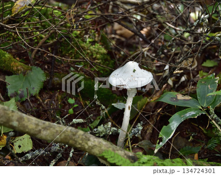 裏摩周・神の子池トレイルのキノコ類ほか植物 134724301
