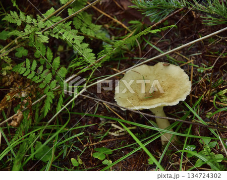 裏摩周・神の子池トレイルのキノコ類ほか植物 134724302