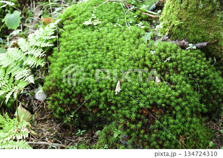 裏摩周・神の子池トレイルのキノコ類ほか植物 裏摩周・神の子池トレイルのキノコ類ほか植物 134724310