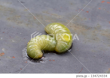 caterpillar on the concrete floor caterpillar on the concrete floor 134724334