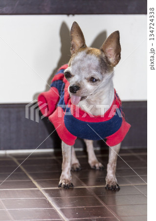 Chihuahua dog standing on floor 134724338