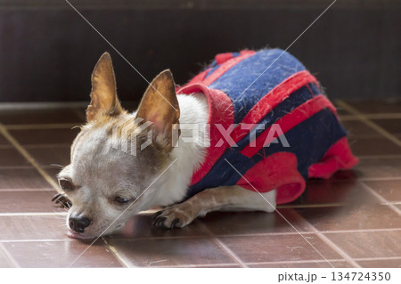 a chihuahua dog resting on floor 134724350