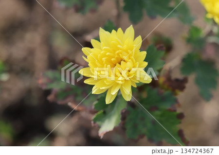 初冬の庭に咲く黄色い小さな菊の花 134724367