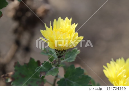 初冬の庭に咲く黄色い小さな菊の花 初冬の庭に咲く黄色い小さな菊の花 134724369