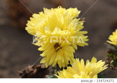 初冬の庭に咲く黄色い小さな菊の花 134724371