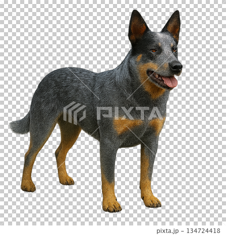 Realistic Australian Cattle Dog (full body, transparent background) 134724418