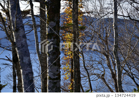 裏摩周外輪山トレイルの景色 裏摩周外輪山トレイルの景色 134724419