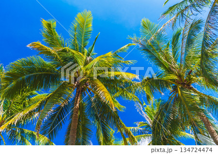 green leaves of coconut palm trees on the background of a blue sky in tropics in summer on tropical island 134724474