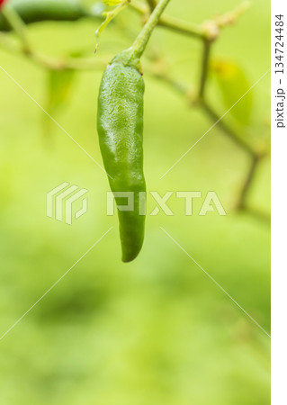 green chili pepper on tree green chili pepper on tree 134724484