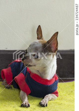 beautiful little chihuahua dog on floor 134724487