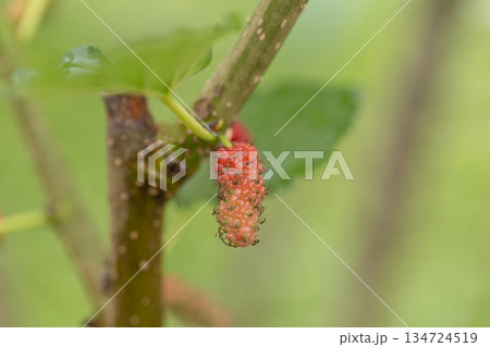 red mulberry fruit on tree 134724519