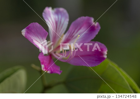 pink flowers in the garden 134724548