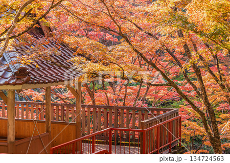 豊田市の大井平公園の風景(愛知県) 豊田市の大井平公園の風景(愛知県) 134724563