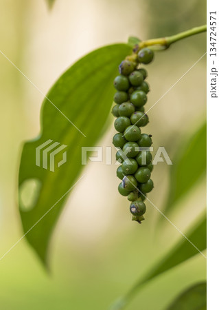 pepper on tree pepper on tree 134724571