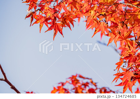 豊田市の大井平公園の風景(愛知県) 豊田市の大井平公園の風景(愛知県) 134724685