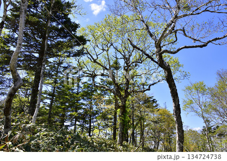 裏摩周外輪山トレイルの景色 134724738