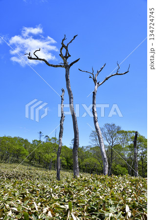 裏摩周外輪山トレイルの景色 134724745