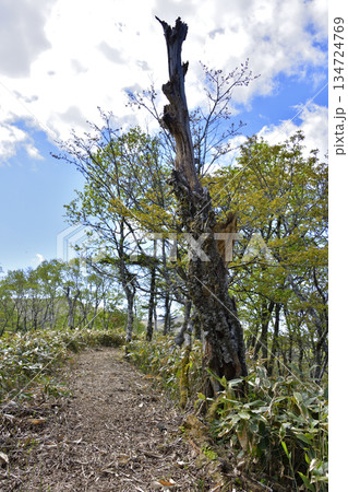 裏摩周外輪山トレイルの景色 134724769