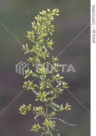 Flowers on a green background Flowers on a green background 134724942