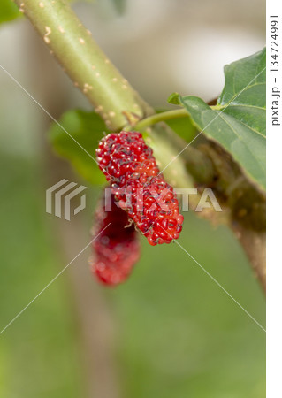 ripe red ripe mulberry on tree ripe red ripe mulberry on tree 134724991
