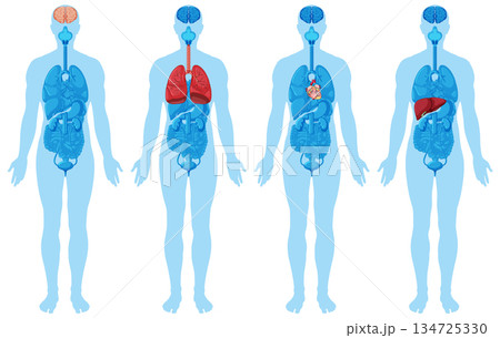 Human Body Silhouettes Highlighting Internal Vital Organs Human Body Silhouettes Highlighting Internal Vital Organs 134725330