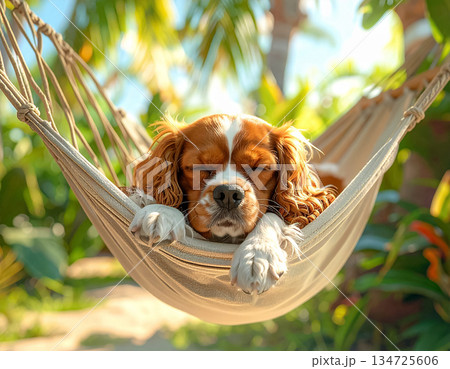 南国の庭でハンモックに眠るキャバリア犬 134725606