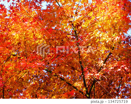 イロハモミジの紅葉の風景 134725719