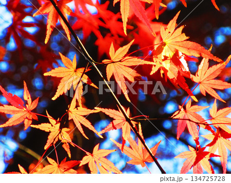 イロハモミジの紅葉の風景 134725728