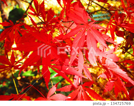 モミジの紅葉の風景（埼玉県川口市の興禅院） 134725769