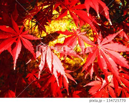 モミジの紅葉の風景（埼玉県川口市の興禅院） 134725770