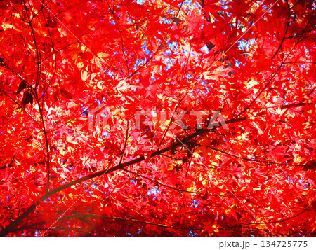 モミジの紅葉の風景（埼玉県川口市の興禅院） 134725775