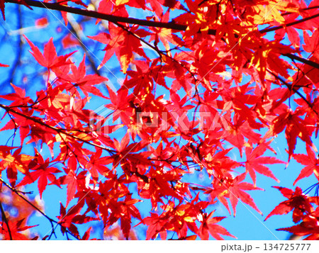 モミジの紅葉の風景（埼玉県川口市の興禅院） 134725777