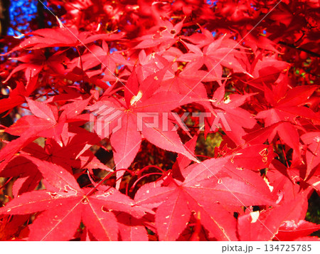 モミジの紅葉の風景（埼玉県川口市の興禅院） 134725785