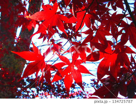 モミジの紅葉の風景（埼玉県川口市の興禅院） 134725787