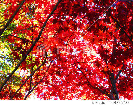 モミジの紅葉の風景（埼玉県川口市の興禅院） 134725788