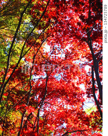 モミジの紅葉の風景（埼玉県川口市の興禅院） 134725789
