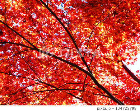 モミジの紅葉の風景(埼玉県川口市の興禅院) モミジの紅葉の風景(埼玉県川口市の興禅院) 134725799