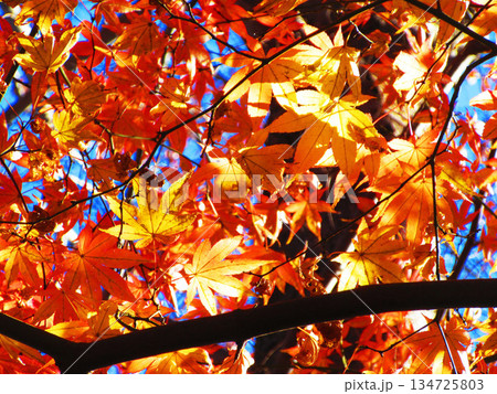 モミジの紅葉の風景（埼玉県川口市の興禅院） 134725803