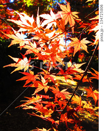 モミジの紅葉の風景（埼玉県川口市の興禅院） 134725806