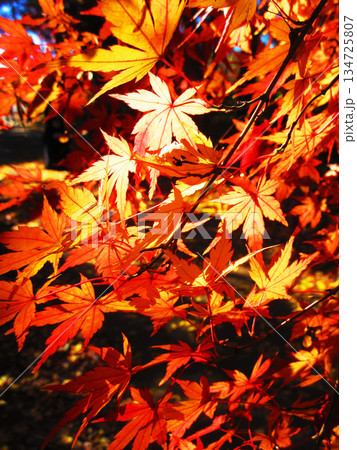 モミジの紅葉の風景(埼玉県川口市の興禅院) モミジの紅葉の風景(埼玉県川口市の興禅院) 134725807