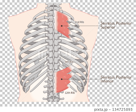 後鋸肌上部和下部的示意圖，後鋸肌示意圖 134725893