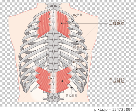 上後鋸筋・下後鋸筋のイラスト、Serratus Posterior illustration 134725894