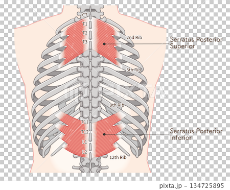 後鋸肌上部和下部的示意圖，後鋸肌示意圖 134725895