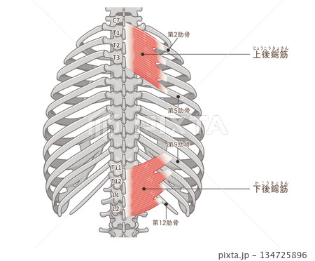 上後鋸筋・下後鋸筋のイラスト、Serratus Posterior illustration 134725896