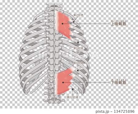 上後鋸筋・下後鋸筋のイラスト、Serratus Posterior illustration 134725896